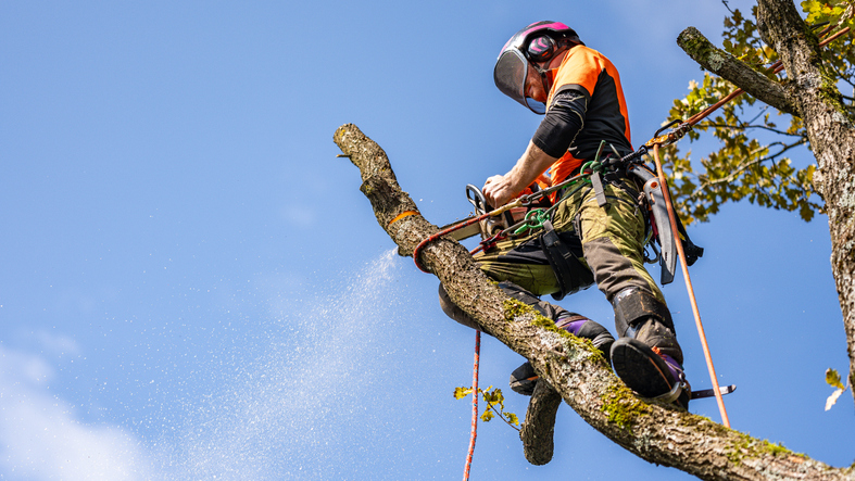 Arborist i Djursholm